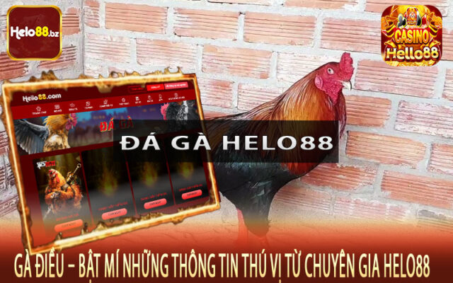 Gà Điều – Bật Mí Những Thông Tin Thú Vị Từ Chuyên Gia Helo88