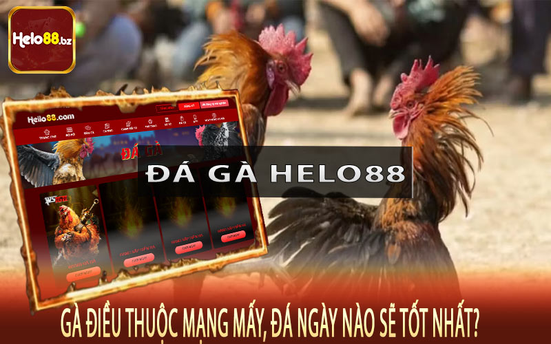 Gà điều thuộc mạng mấy, đá ngày nào sẽ tốt nhất?
