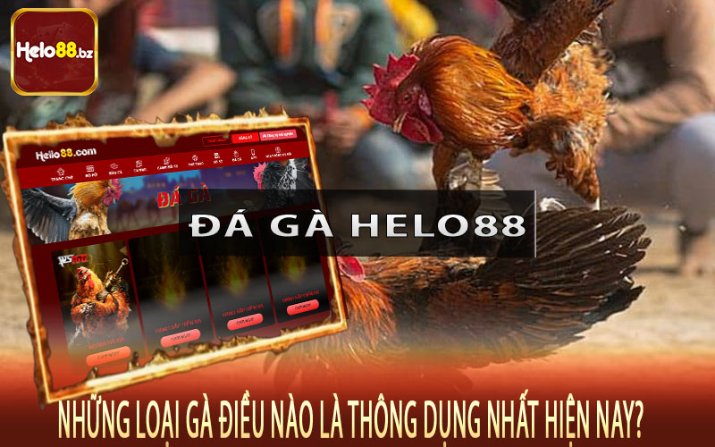 Những loại gà điều nào là thông dụng nhất hiện nay?