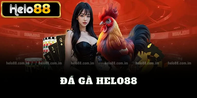 Đá gà helo88