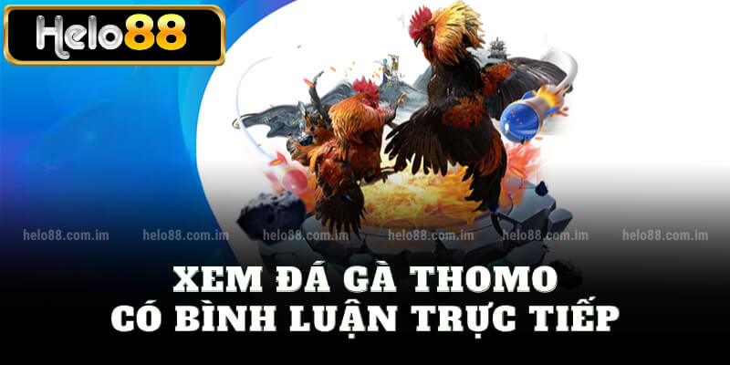 Xem đá gà Thomo có bình luận trực tiếp