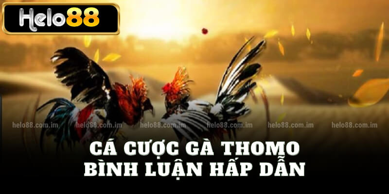 Cá cược gà Thomo bình luận hấp dẫn