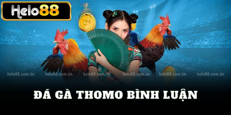 Đá gà thomo bình luận